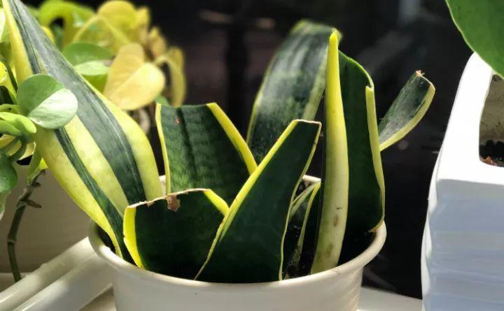 虎皮兰扦插别用土, 叶子晒干扔水里, 10天冒出大白根!