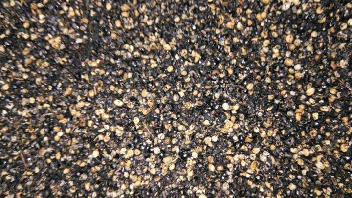 厨房抓把“花椒”撒土里, 60天长成绿盆栽, 香味浓还杀菌!