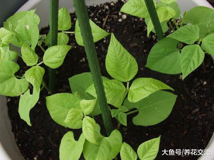 14种可以在花盆里面垂直生长的爬藤蔬果, 新手也可以养得很好