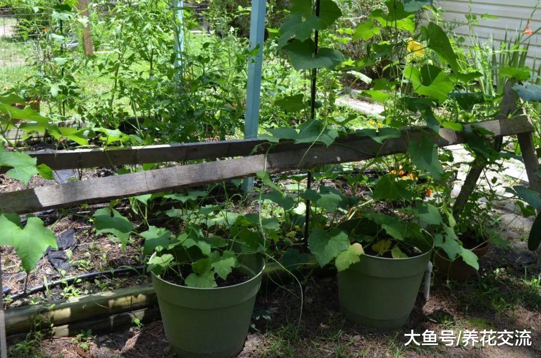 14种可以在花盆里面垂直生长的爬藤蔬果, 新手也可以养得很好