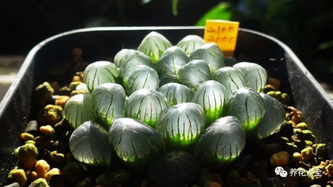 夏天养玉露, 这样喷点水, 叶子水灵灵像果冻!