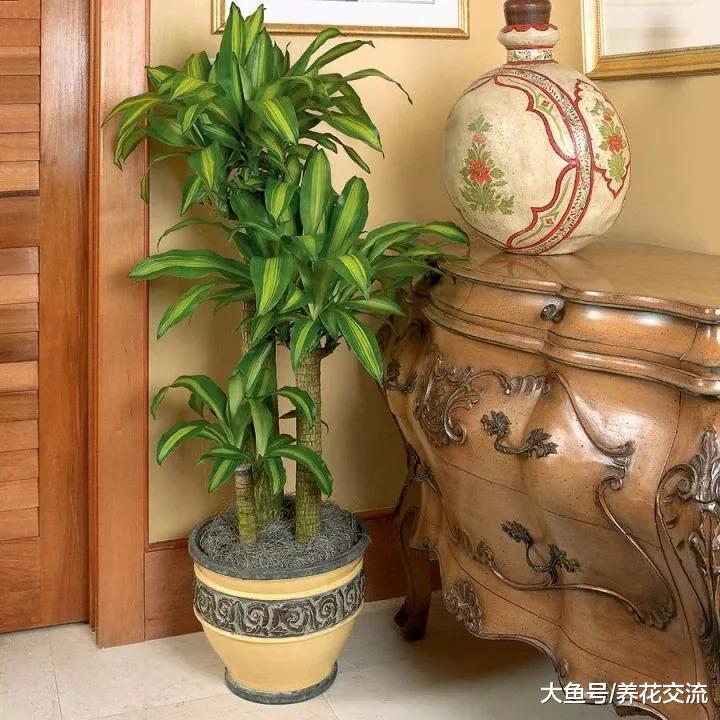 室内常见的几种植物的浇水方法, 怎么养护才最好看呢?