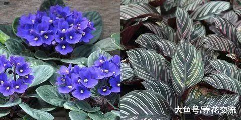 养不活多肉植物的园艺新手, 你可以养这些这些室内植物