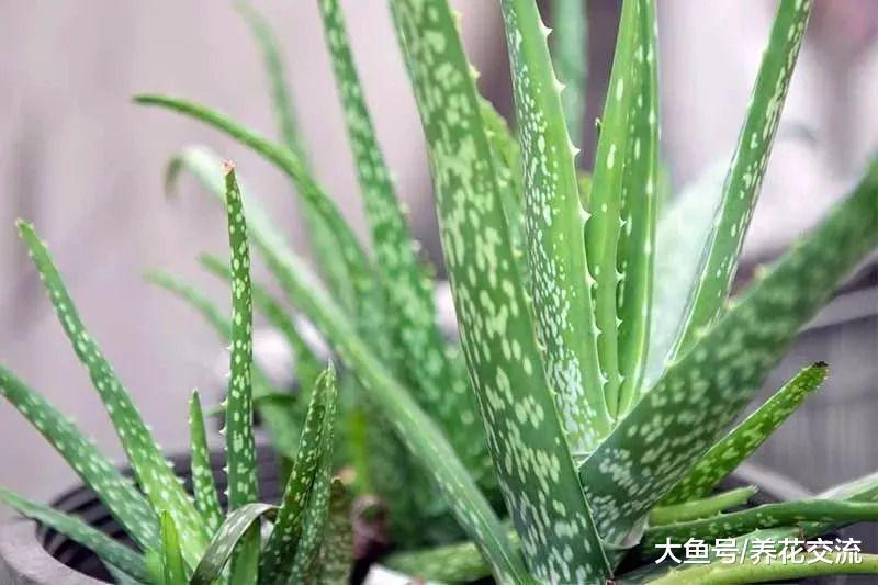 8种在室内也容易照顾的多肉植物盆栽, 园艺新手也能将它们养好
