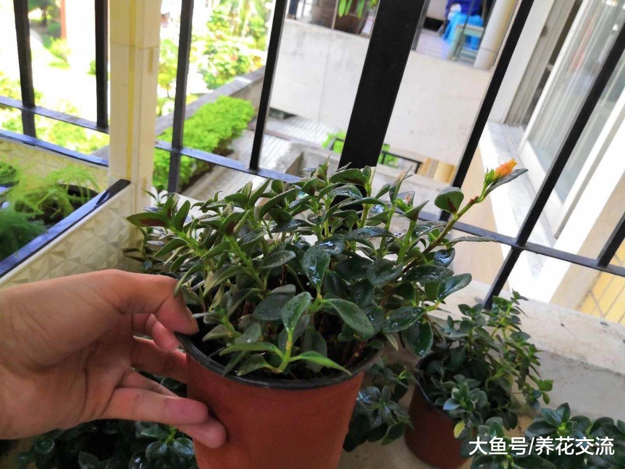 枝条不断掐顶就能花开不断的金鱼花, 不养一盆就亏大了
