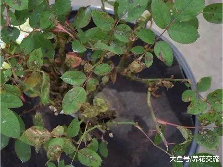 月季花叶子长黑点和黑斑可以用这些方法轻松防治