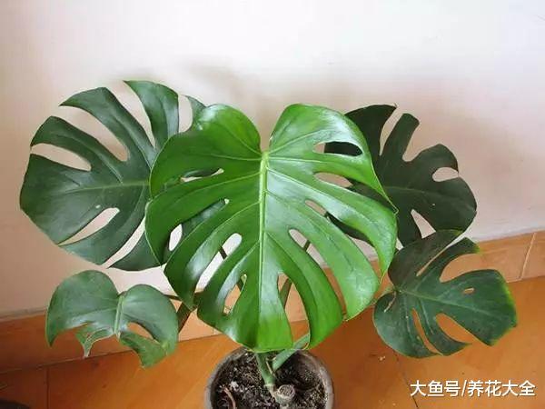 家里1盆花, 吸走致命毒, 再也不怕装修甲醛!