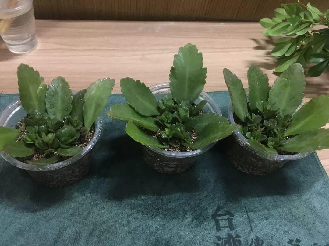 摘掉的叶子丢土里, 冒出一堆芽, 再也不用买花了!