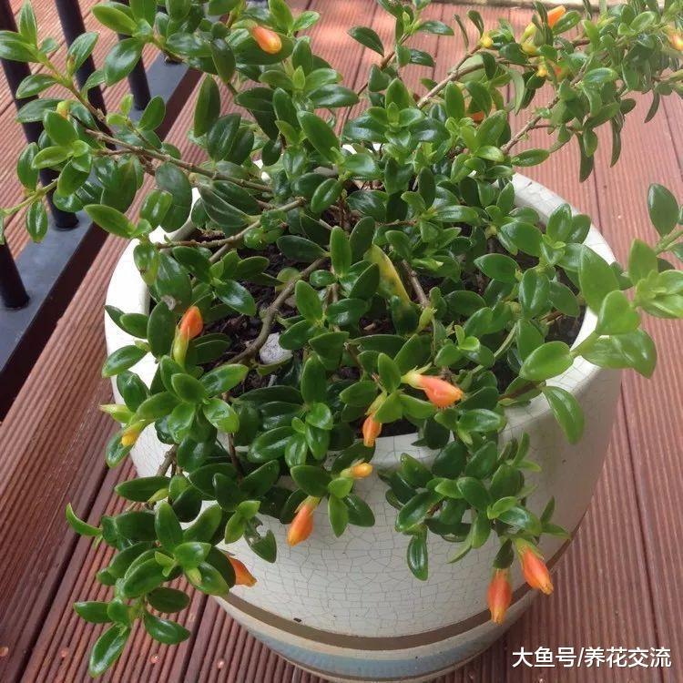 花朵像一条条金鱼的吊兰, 吊在窗台上养就能花开满枝