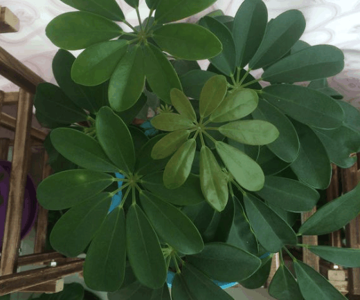 家里的鸭掌木, 就得用这法子养, 天天窜新芽!