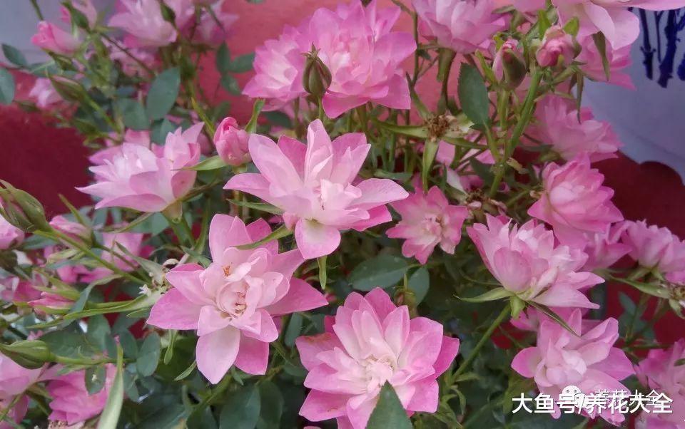 这99种月季, 随便挑一种, 就能打造一个花园!