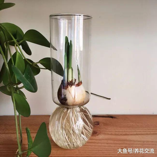 中国水仙放浅盆里, 装上一点清水过两三周就能看到花朵了