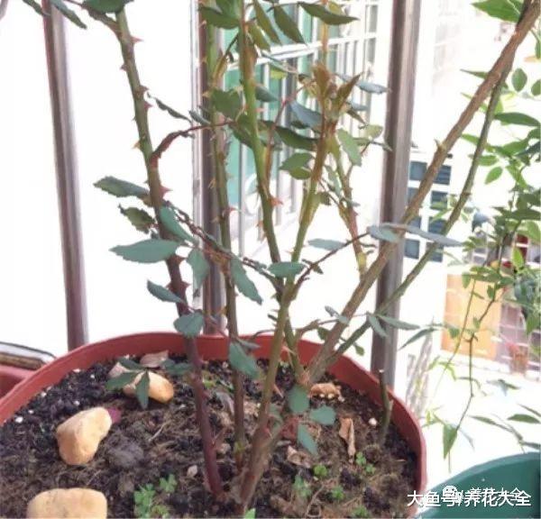 不知道该养什么花? 那就试试这6种, 半个月就能开满盆!