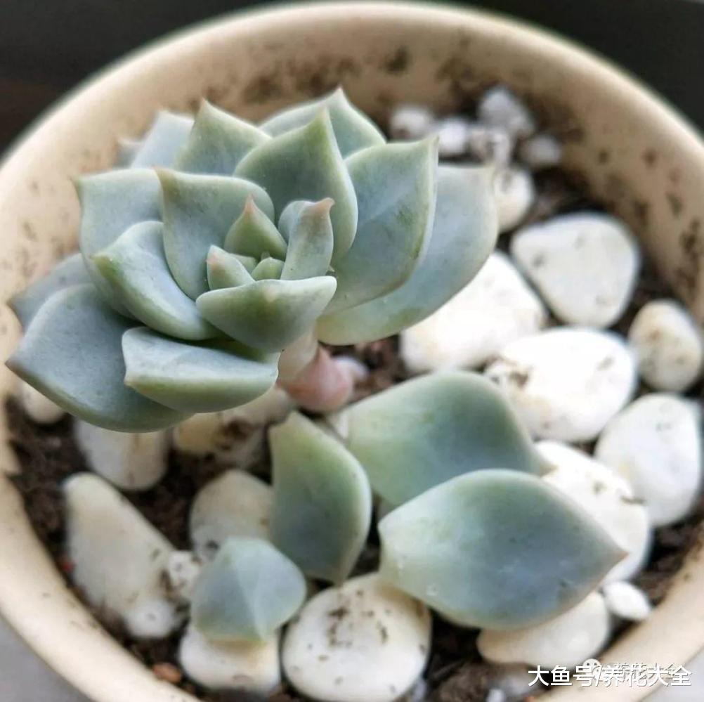 人的多肉在呼呼长, 你的却没动静? 别想了, 肯定烂根了!