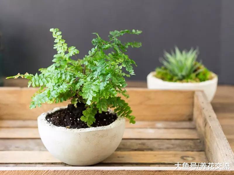 室内常见的几种植物的浇水方法, 怎么养护才最好看呢?