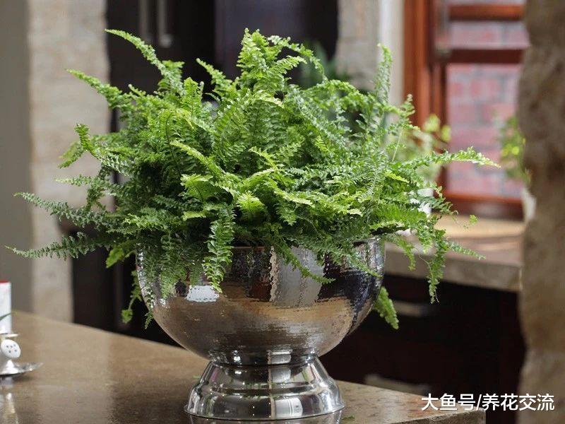 适合新手养在室内的8种盆栽植物, 对猫狗没有毒性的花卉