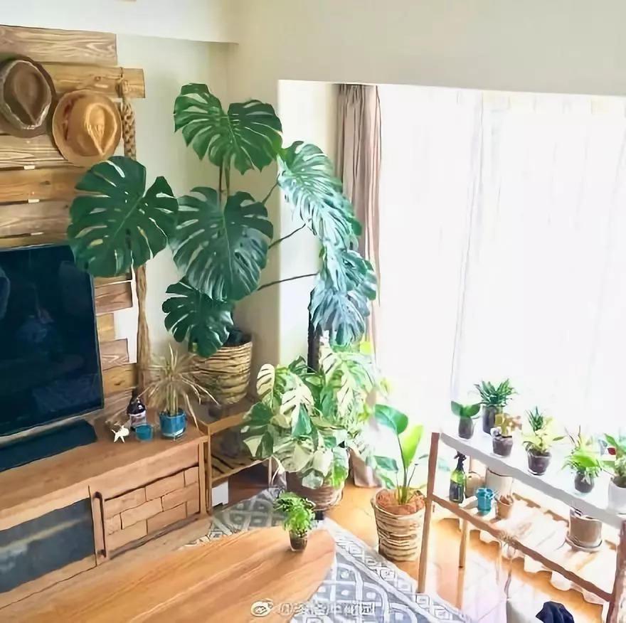 秋冬就得养盆大型花, 高端大气又美观, 1盆能养20年!