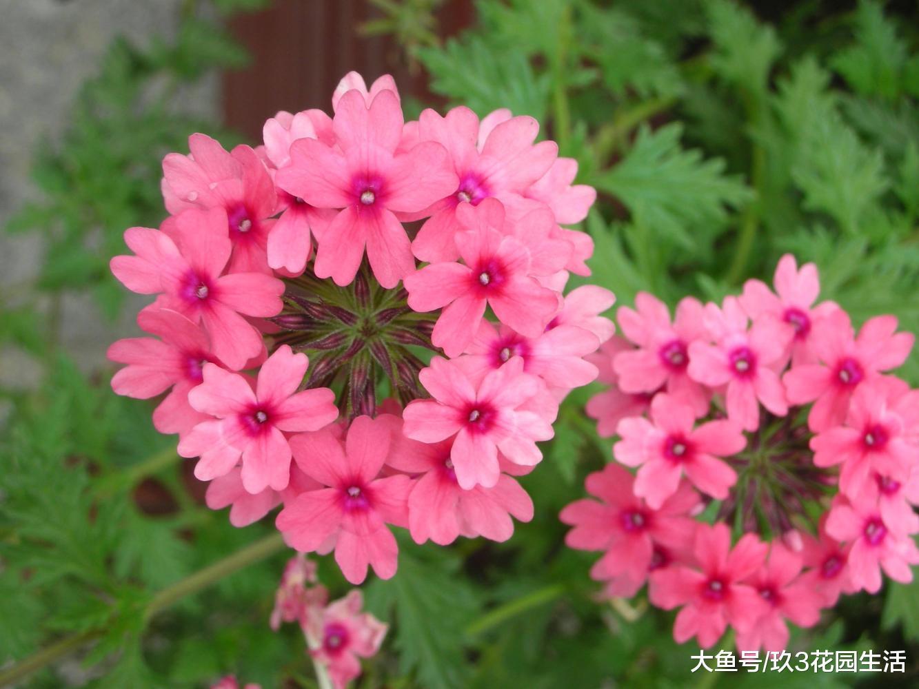 如何让美女樱四季常开?