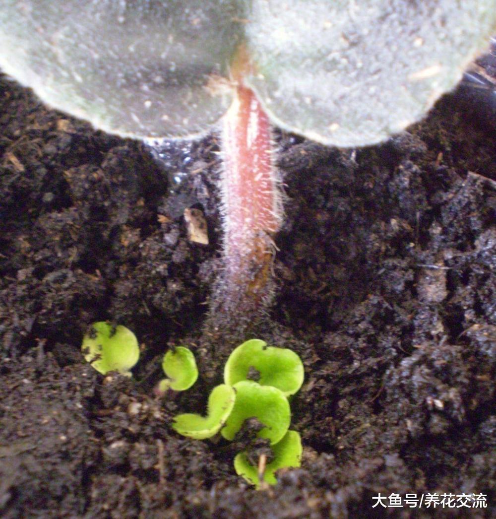 这几种花卉叶片切成几块都能发芽生根, 很快长满整个阳台