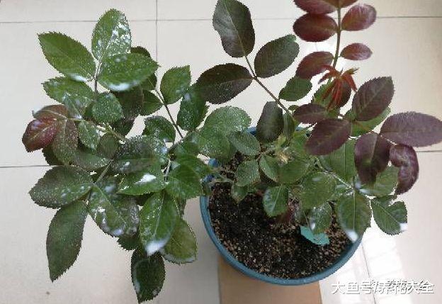 天热招虫? 给花喷点牛奶, 就是一层保护膜!
