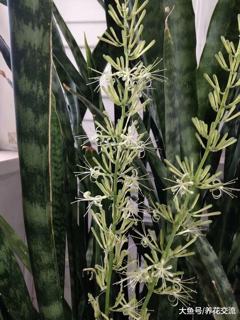 没想到作为观叶植物养护的虎皮兰开花了, 花朵有强烈的气味