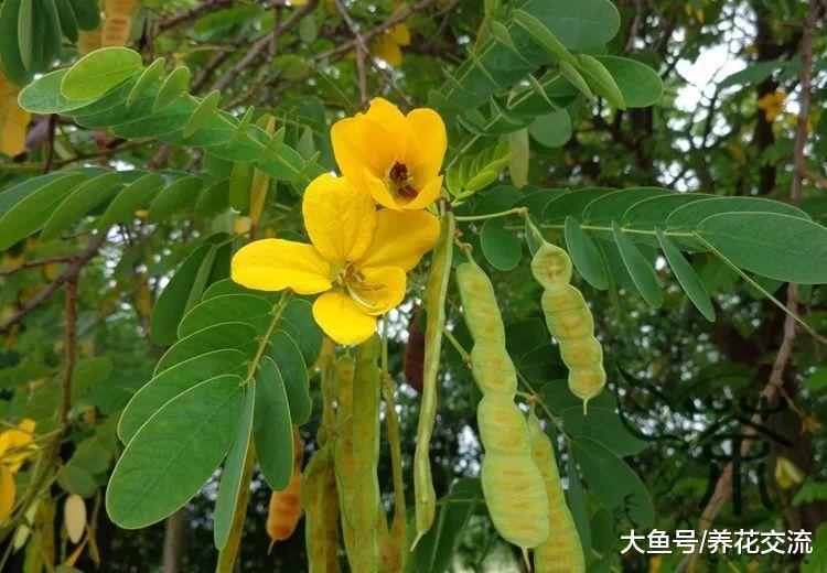 这些植物夜晚叶片就会闭合, 你养过哪一种呢?