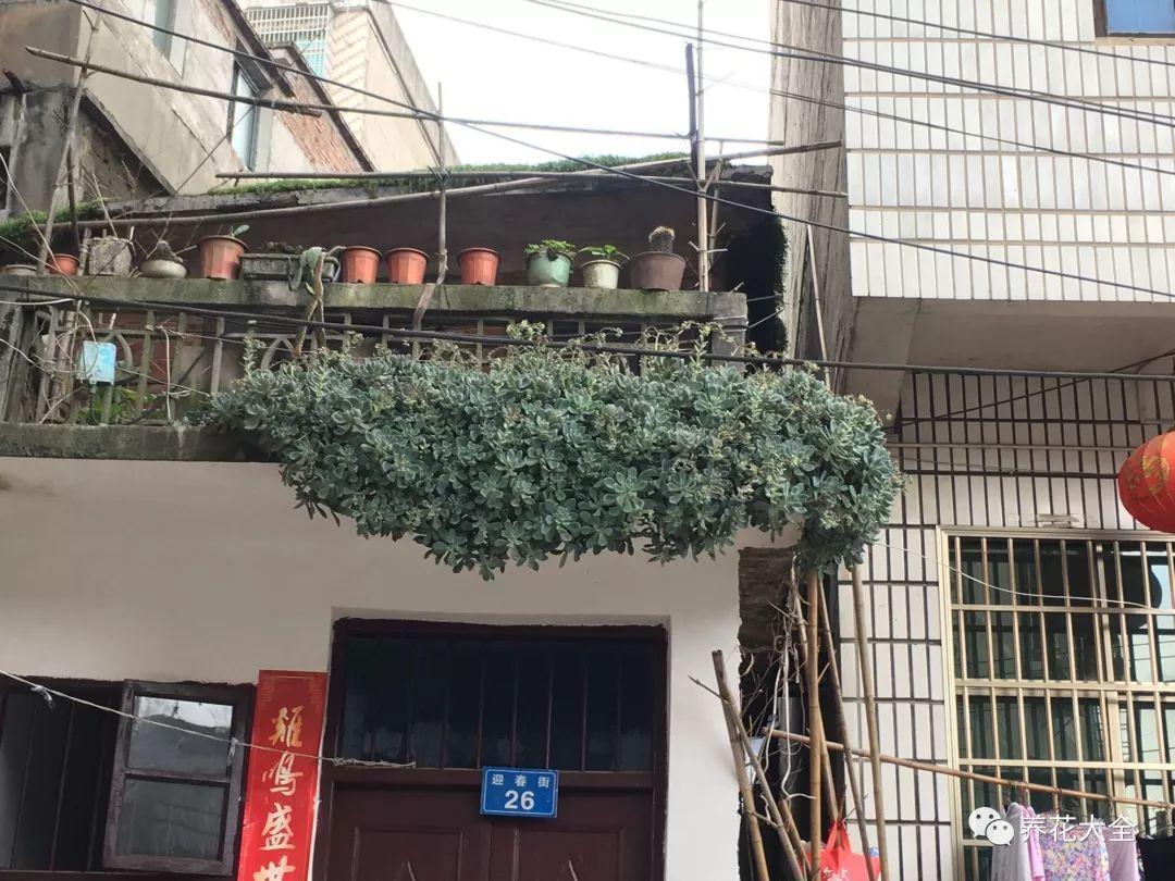 夏天多肉养不活? 试试这几种, 不用打理也能长满盆!