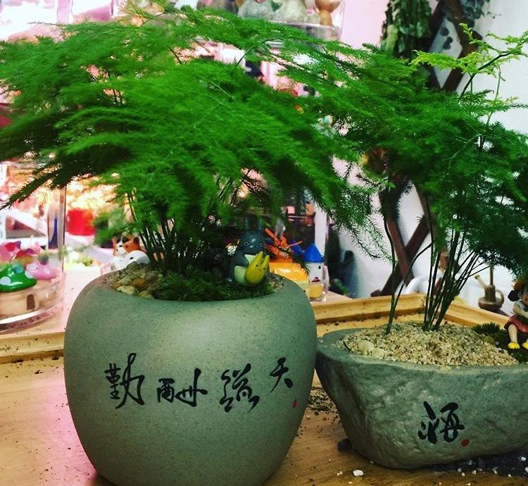 张大爷给文竹吃点“它”, 花开的比“满天星”还漂亮, 太赞了!