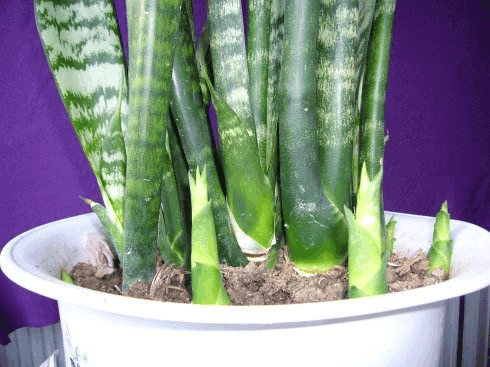 冬天“虎皮兰”这么养, 喂上它, 嫩芽蹿成大叶片!