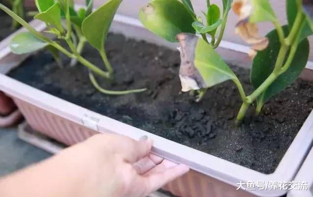 浇水过多快淹死的盆栽植物要怎么挽救呢?