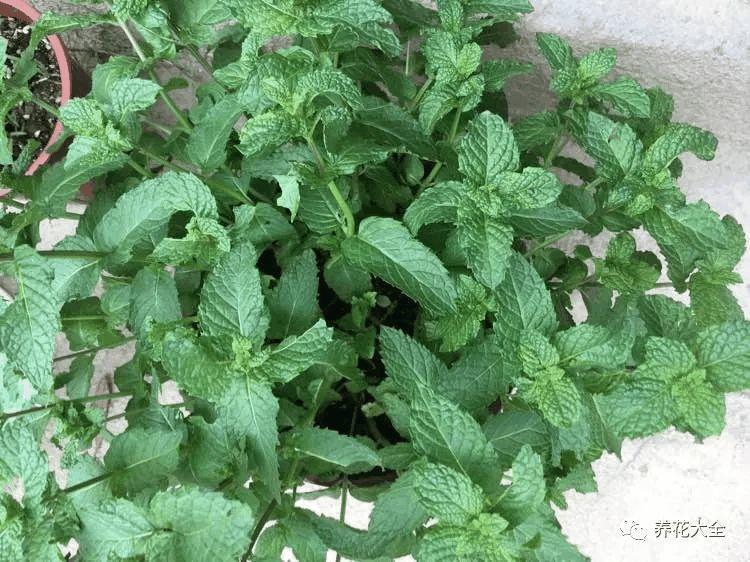 夏天养盆它, 赏完花还能泡水喝, 清热又解暑!