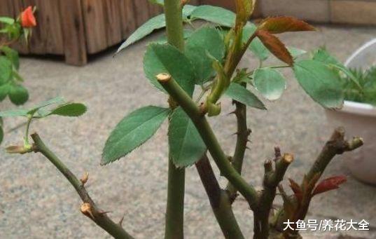 月季越养越丑? 那就给它剪一刀, 轻松养满盆!