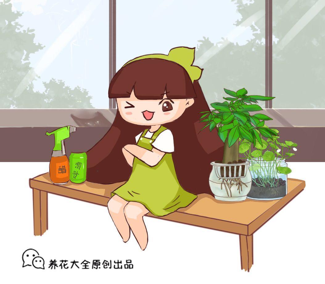 秋天给花洗个澡, 一夜蹿出7个芽, 秒变开花机器!