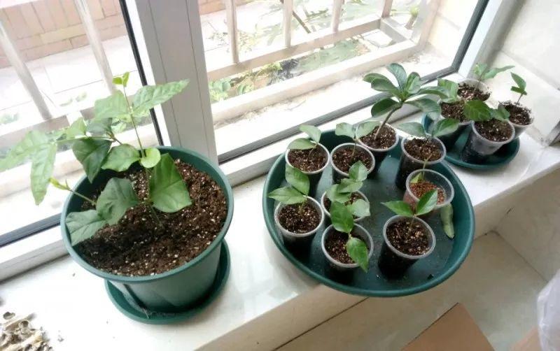 这几种花别大意, 夏天这样养, 越长越茂盛!