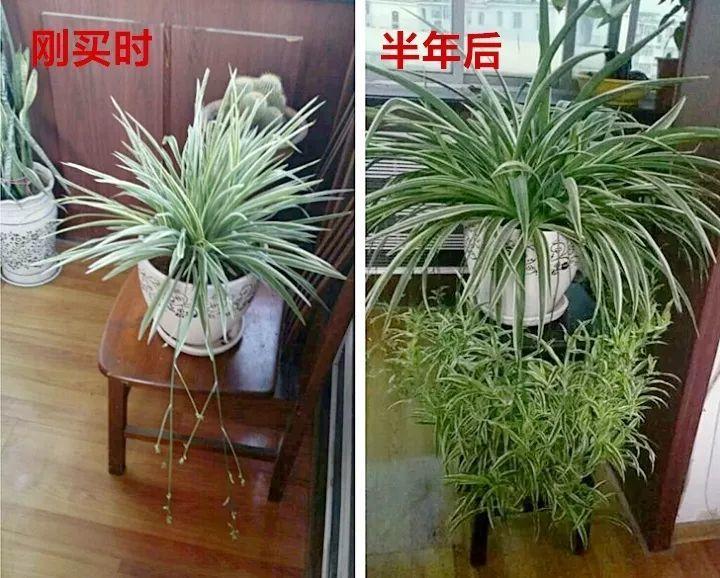吊兰这么养, 半年长成草垛子, 谁看都想搬回家!