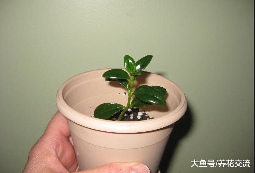 一盆金鱼吊兰如何养成十多盆? 两个月就能长成一个阳台的盆栽
