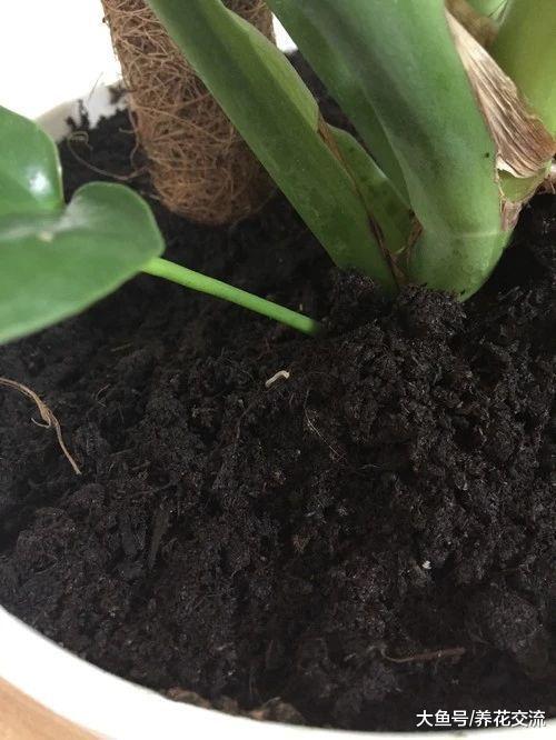 如何彻底清除室内盆栽植物里面的小白虫, 小黑飞杀不完的原因