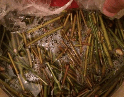 富贵竹滴上点“它”, 花根变健壮, 枝芽呼呼疯长!