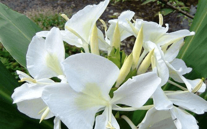 整天就知道“绿萝”, 养盆这种“花”, 晚上回家香满屋!