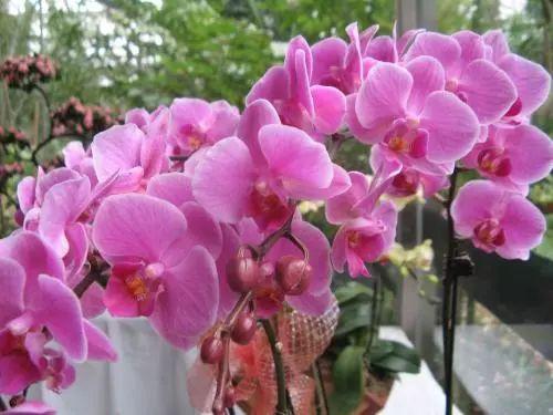 别再找养殖蝴蝶兰的“神奇药水”了, 科学养殖才能让它开花更美!