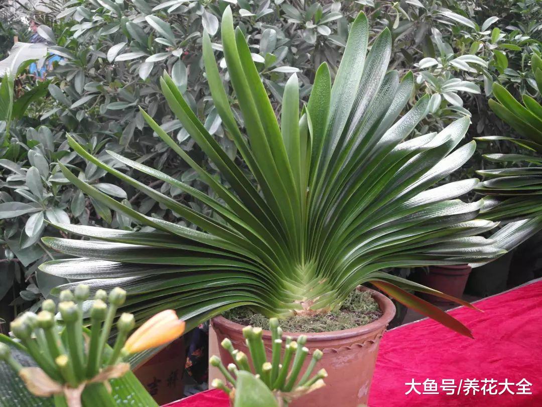 不知道该买什么花肥? 那不如试试自己做, 比买的还好用!