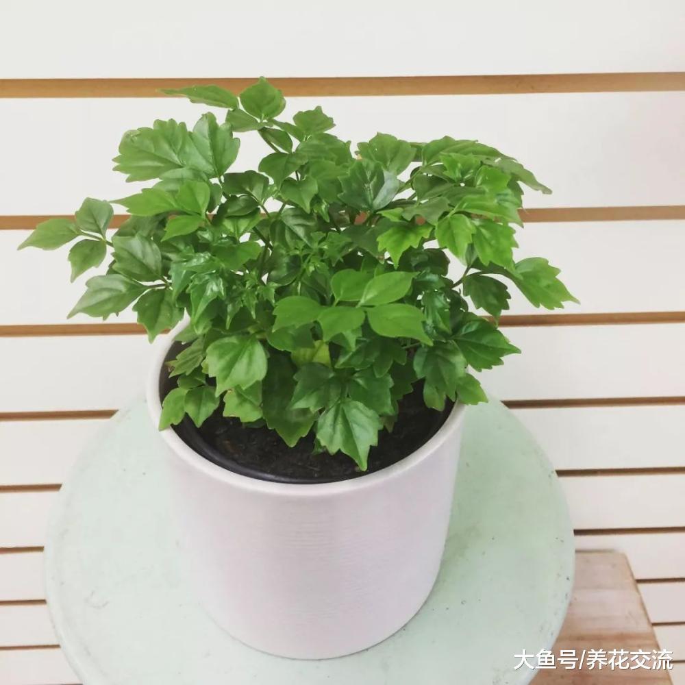 可以保持叶片常年翠绿的幸福树, 养客厅就能保持旺盛的生长状态