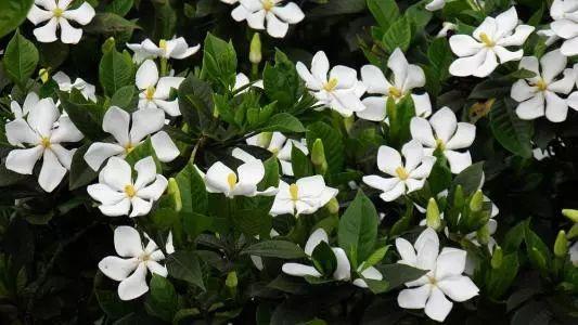 总是发愁怎么还不开花? 你不懂花花需要什么, 花儿也愁怎么开!