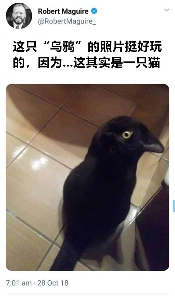 你们看到的是乌鸦还是猫？