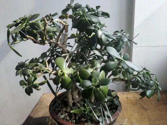 玉树不能惯着养, 咔嚓一剪刀, 安全过冬还长个!