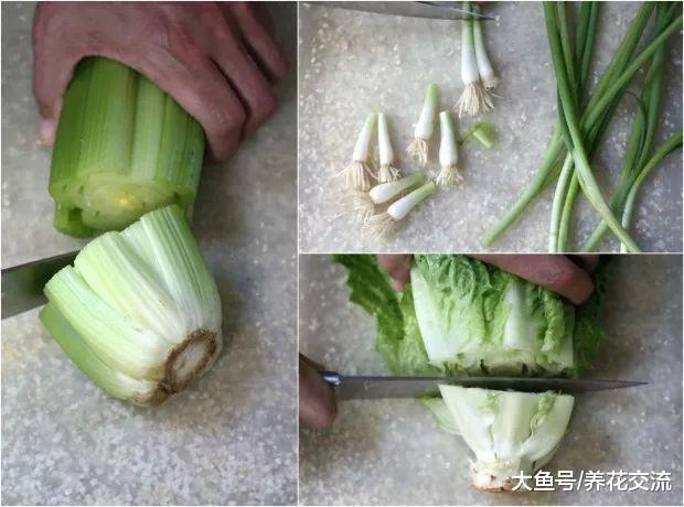 厨房用剩的大葱、生菜和芹菜头不要扔了, 它们还能养成窗台盆栽