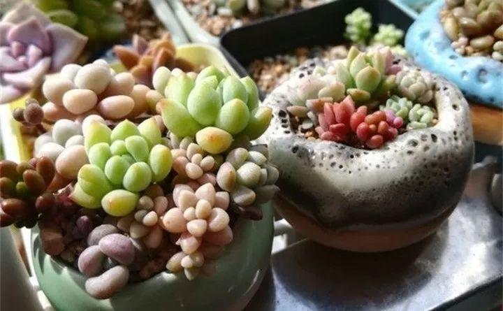 拇指大的花盆, 被她塞了几十棵多肉, 养一年都不是事!