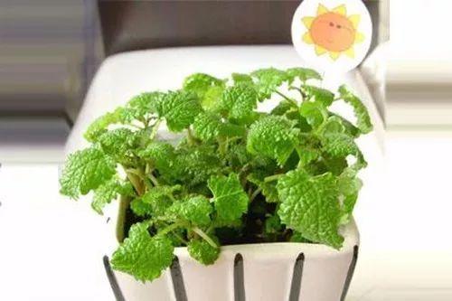 这些植物不只是颜值高, 清洁口腔也有着神奇的功效呢!