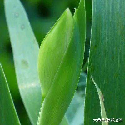 鸢尾花养护的过程中有小花苞, 没法开放是咋回事呢?