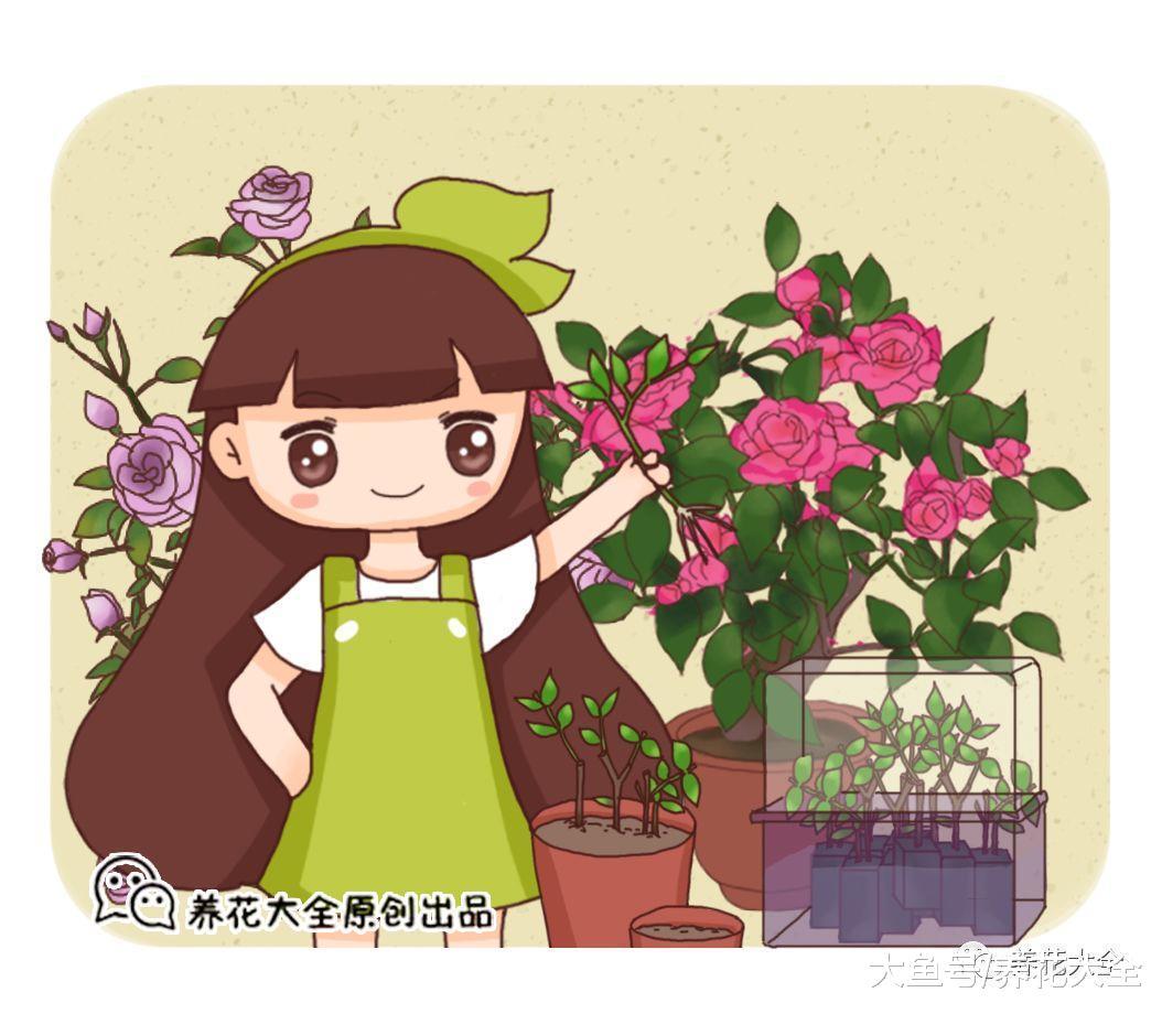 这5种花别在花钱买了, 学会扦插, 一盆变多盆!